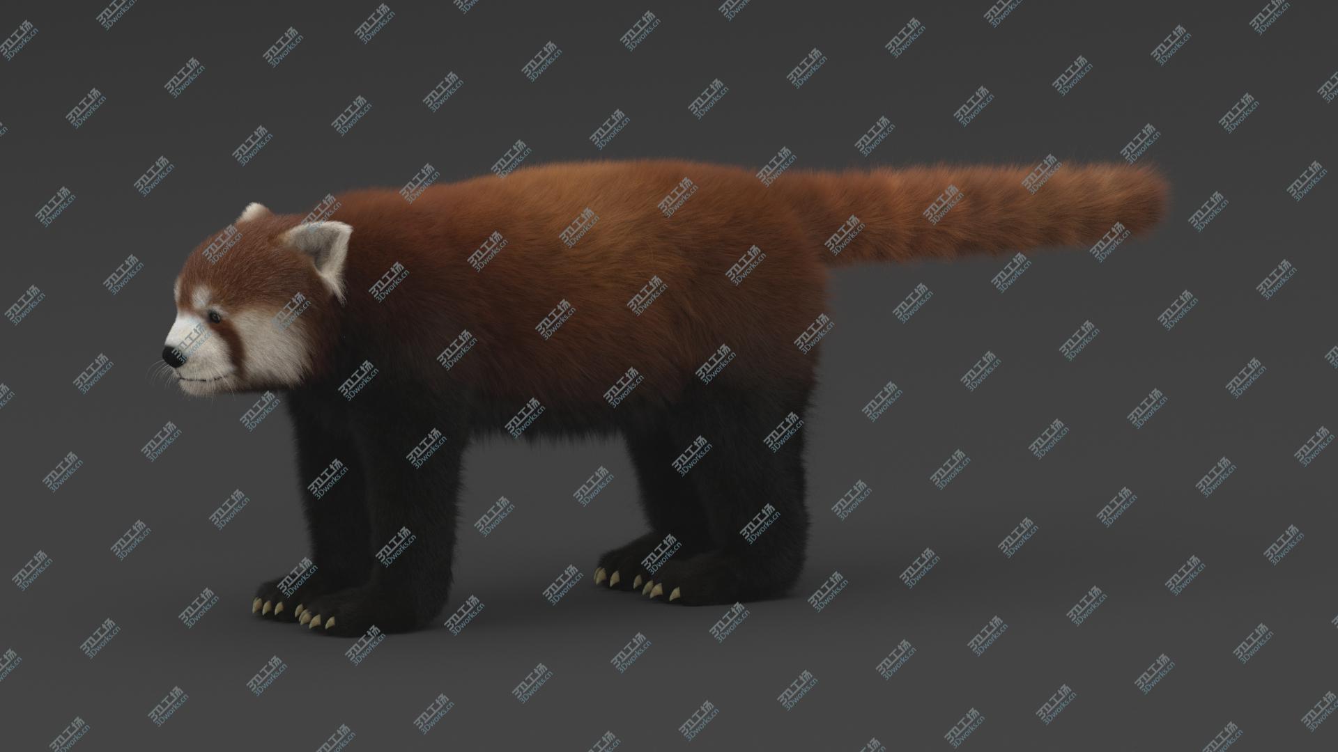 images/goods_img/20210313/3D Red Panda Rigged/2.jpg